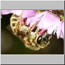 Halictus tumulorum - Furchenbiene w02a 6-7mm auf Heide - Sandgrube Niedringhaussee.jpg